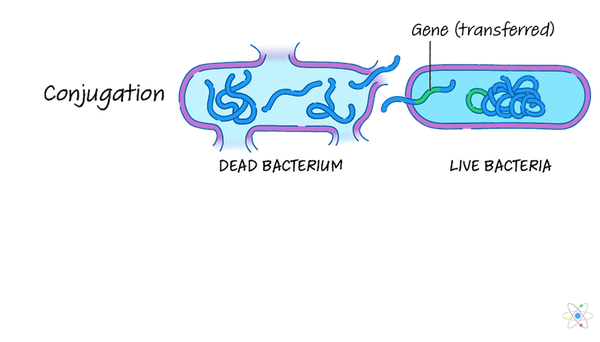 gene transfer in prokaryotes