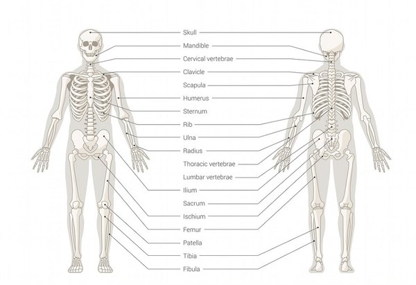 What Makes a Skeleton Move? | Sciencing