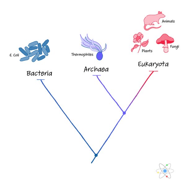 Archaea Bacteria