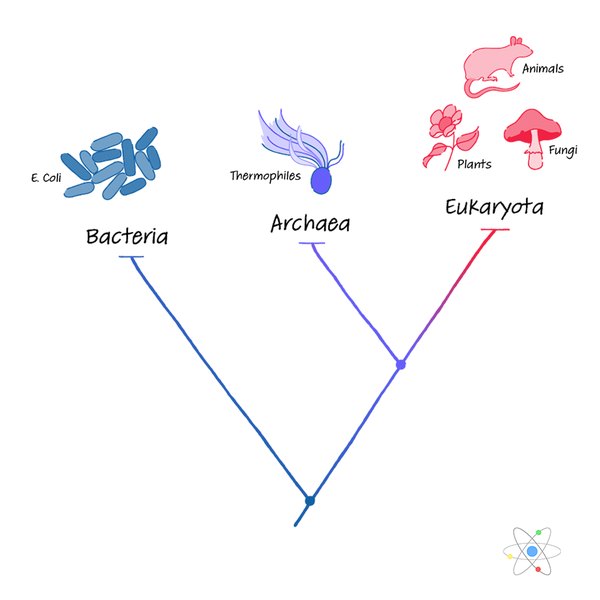 archaeal cell diagram