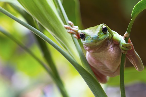 Animals That Breathe Through the Skin | Sciencing