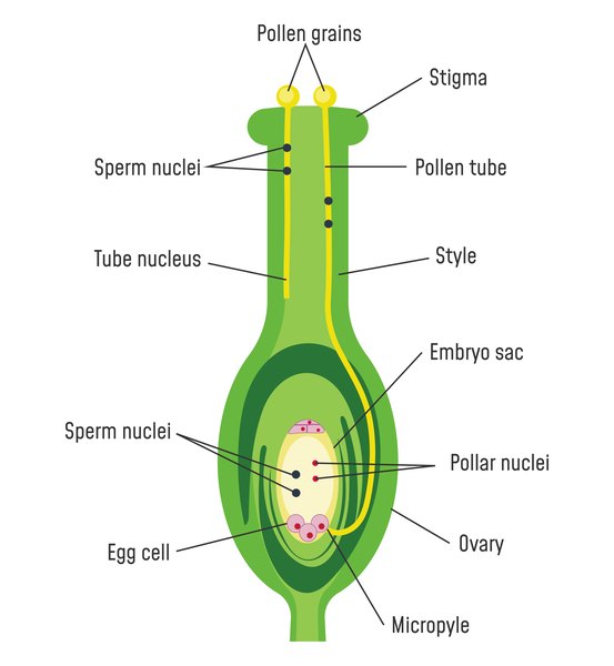 Parts of a Flower - Diagram and Functions