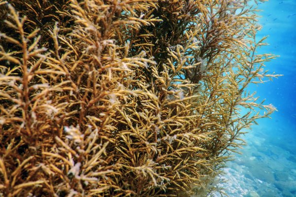 common ocean plants