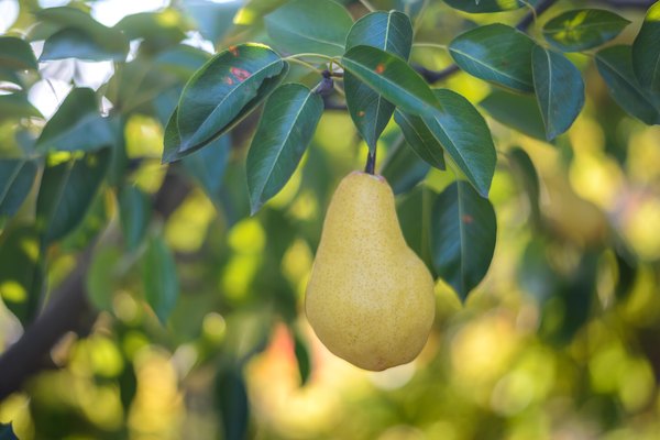 Black Leaves And Damage On Pear Trees Home Guides Sf Gate