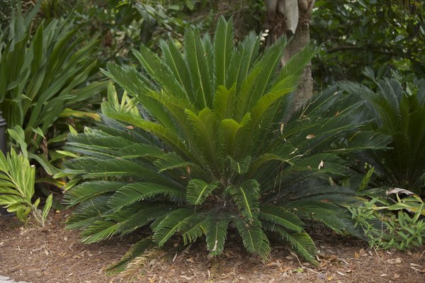 How To Dig Up A Sago Palm Home Guides Sf Gate