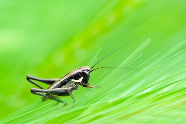 How to Silence a Cricket