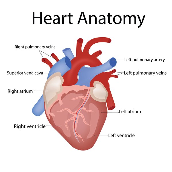 Left Ventricle Heart Function Definition And Anatomy 52 OFF