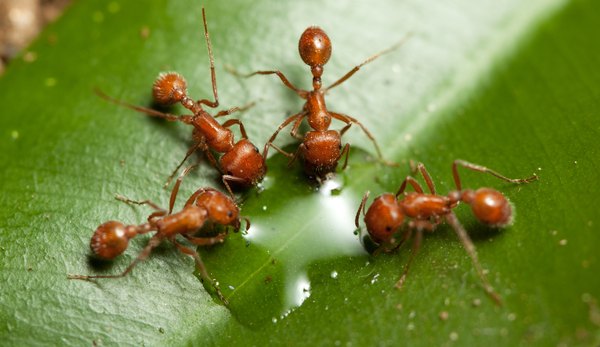 The two petioles between the thorax and abdomen mark these ants as fire ants.