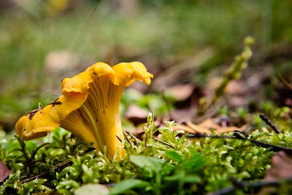 Sweet-smelling chanterelles often grow in clusters.