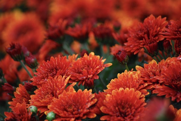 How To Overwinter Fall Mums Indoors Home Guides Sf Gate