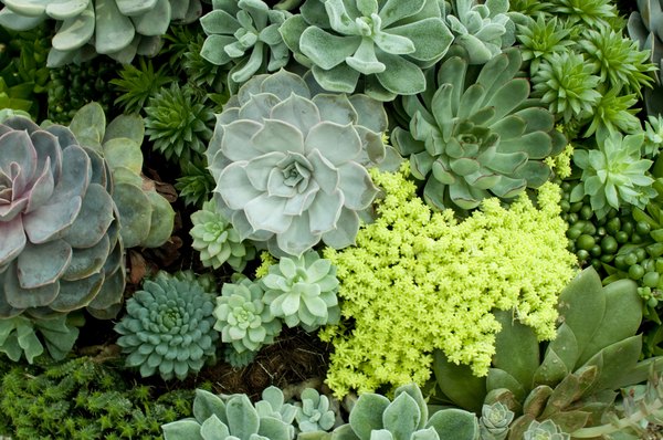 How To Get Succulents Bloom Home Guides Sf Gate