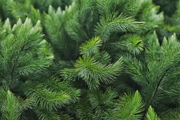 How to Get Pine Tree Sap Out of Fabric Home Guides