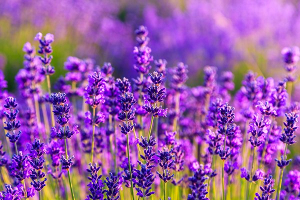 Why Lavender Turns Brown Home Guides Sf Gate Why Lavender Turns Brown Home Guides Sf Gate