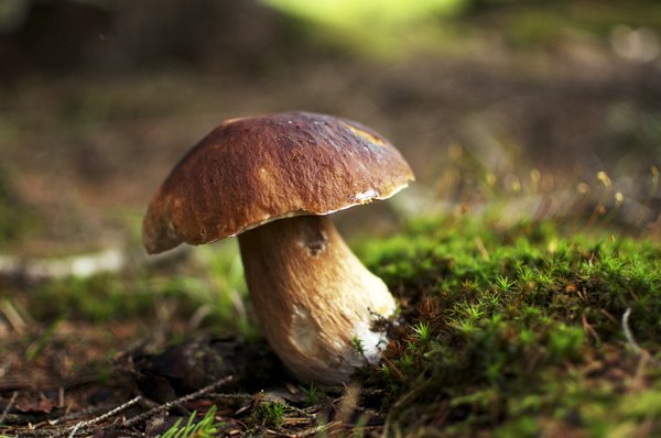 Bolets, called cepes in Europe, are among the best edible mushrooms.