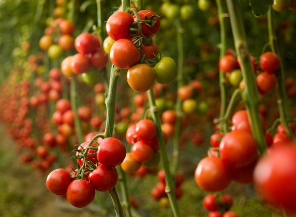 Planting tomatoes tips before you begin book 1 english edition