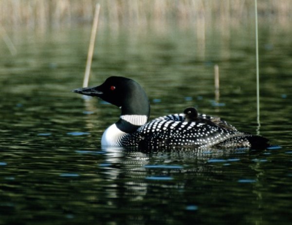 Loons are so common in Canada that the $1 coin, the 