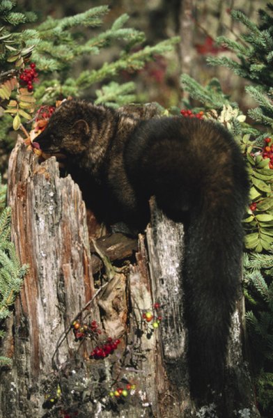 Fishers can pursue flying squirrels with great agility.