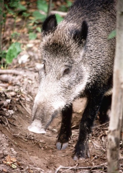 Wild boar roam in herds in Russia's forests.