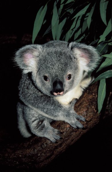 Koalas can differentiate between the various types of eucalyptus trees through their sense of smell.