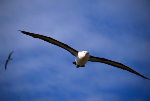 A 50-year-old albatross has flown at least 3.7 million miles.