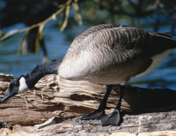 The male goose approaches the female while bobbing his head.