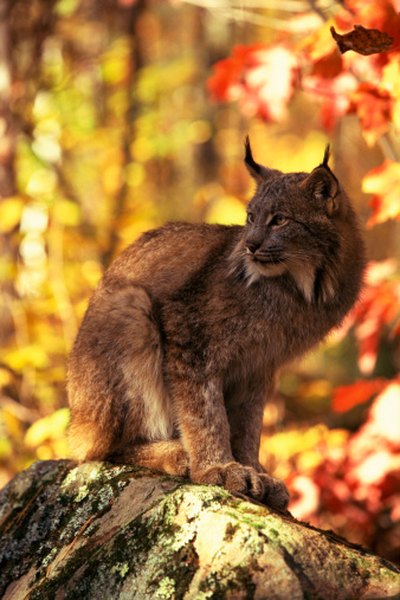 Bobcats hunt for small prey in the same temperate forests and woods as many squirrel species.