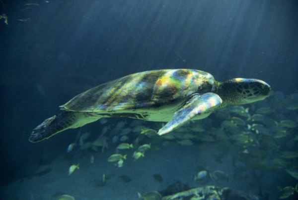 Green sea turtles are the only vegetarian sea turtle species.