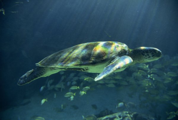 What Eats Seagrass? | Sciencing