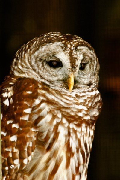 A barred owl