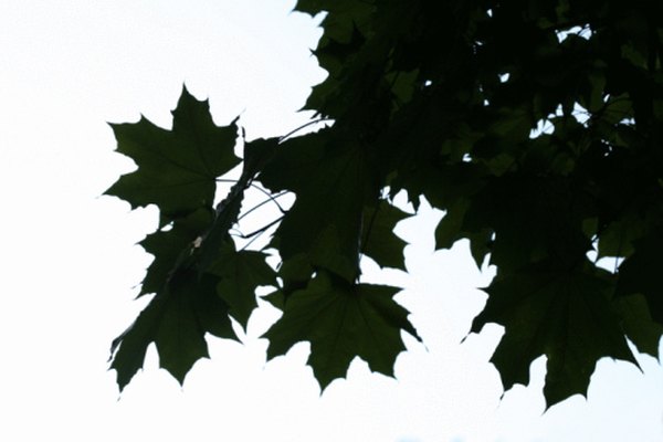 how-to-remove-tree-sap-from-vinyl-homesteady