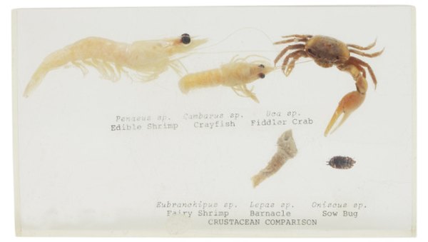 Roly polies are crustaceans much like shrimp or crayfish.