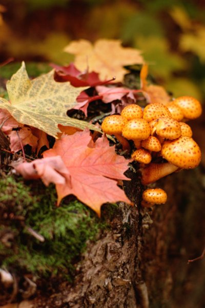 Photo Credit: Jupiterimages/Photos.com/Getty Images Fungi, one of the biotic factors, are among the decomposers of a forest ecosystem.