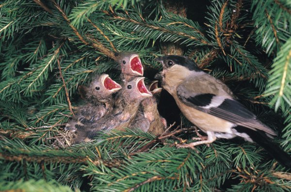 Finches are seed-eating songbirds, several of which eat pine cone seeds.