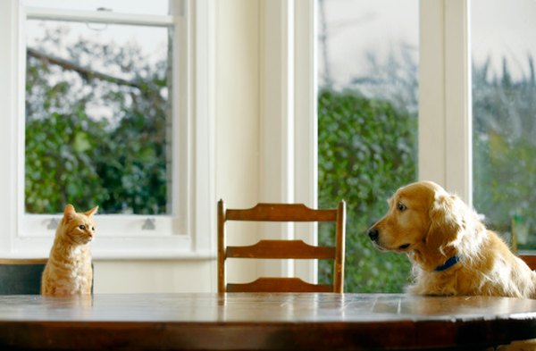 Dogs can help in working as a squirrel deterrent for farmers and gardeners.