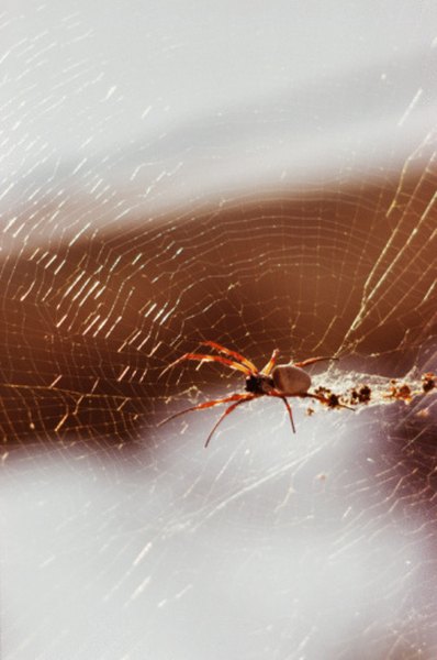 Spiders snack on oak-dwelling insects.