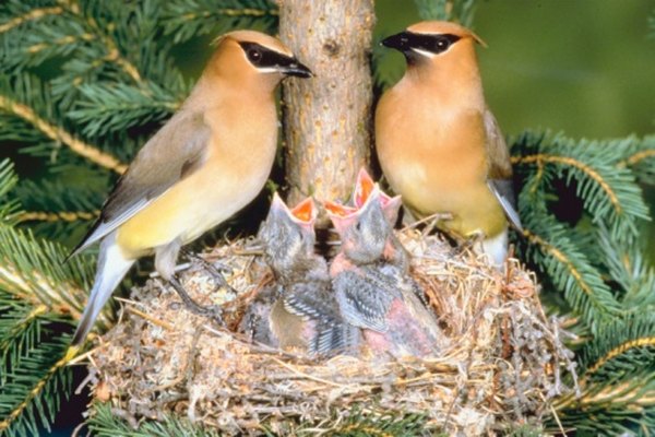 Waxwings are seed eaters of the coniferous forest.