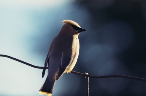 Cedar waxwings relish the berries of understory shrubs in coniferous woodlands.