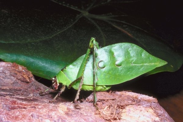 A katydid undergoes partial metamorphosis.