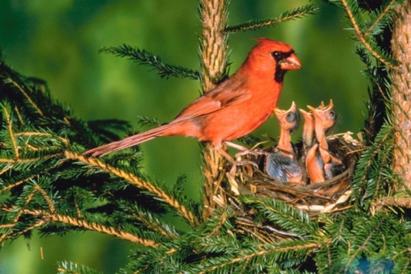 A male Northern Cardinal feeding its young