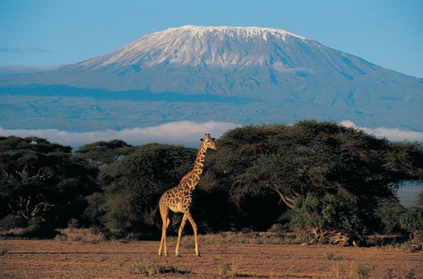 Mount Kilimanjaro is a massive volcano in East Africa that supports glaciers and icefields.