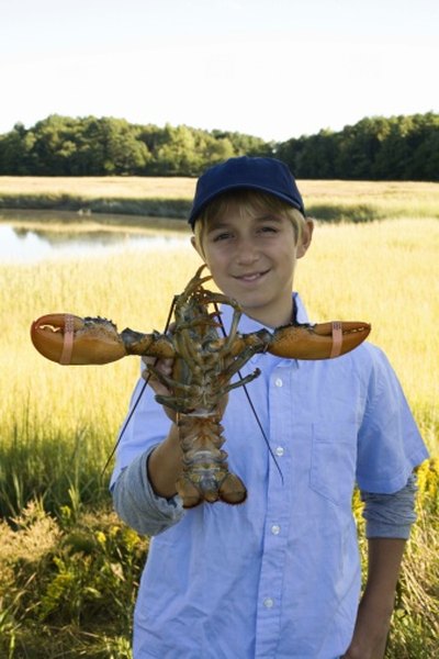 Lobsters are marine crustaceans.