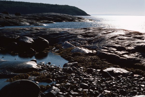 Tide pools support hundreds of species.