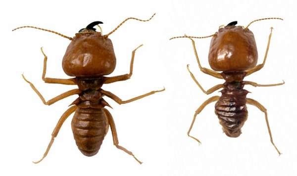 Termite and carpenter ants live in wood. Their frass is found near exposed beams.