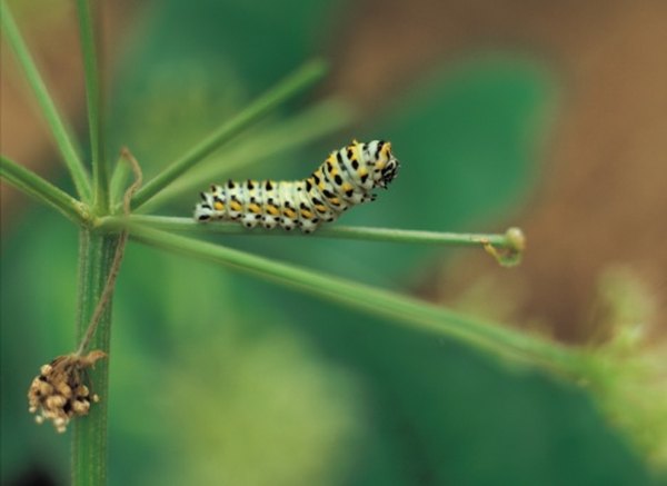 Caterpillars eat the leaves of plants and trees in their area.