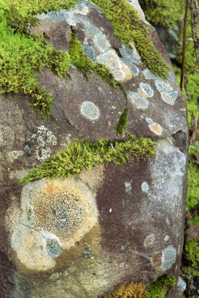 Lichen on rocks above tree line