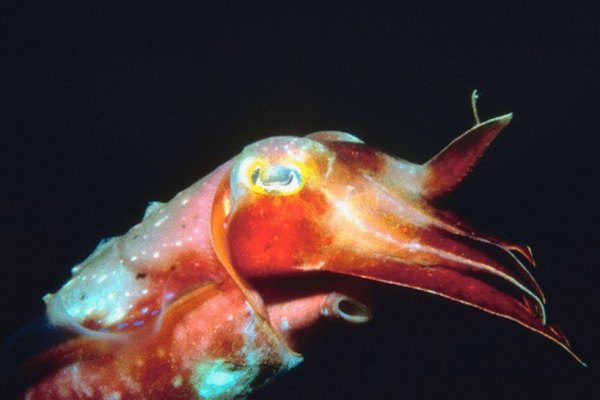 At night, cuttlefish can see as well as humans.
