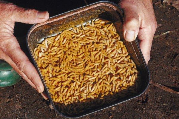 Maggots eat decaying material.