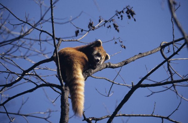 Red pandas spend much of the day resting in trees.