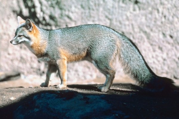 The gray fox is the only fox species native to Ohio.