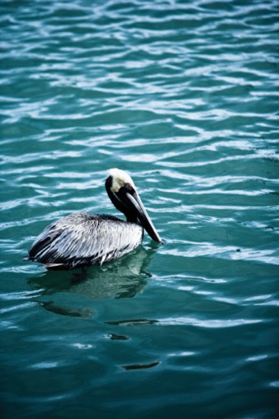 Sea birds rely on the tides to hunt for fish.